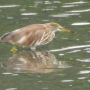 2025年10月1日の野鳥公園