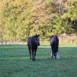 『仲良し』の画像