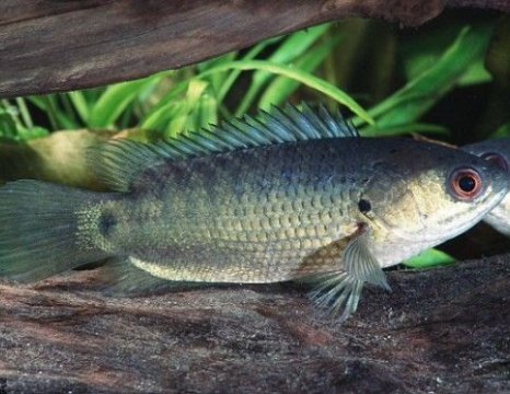 可愛いし役に立つ キノボリウオを飼おう 生き物症候群