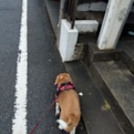 犬が三毛の一族