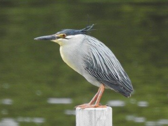 2026年6月24日の野鳥公園