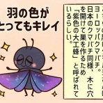 セニョリータかめのバルセロナ生活