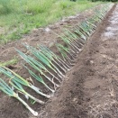長ネギの植替え