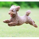 6-22-1　坂本　シキくん　11か月　南あわじドッグラン・飛行犬撮影所にて
