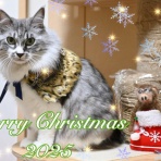 猫とふたり暮らし～evaとaiaiの日常～