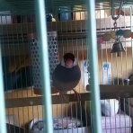 帰ってきた！桜文鳥！！