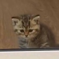 彼女が少し邪魔のなので閉じ込めてみた。ここから出してぇ！ → ガラス戸の向こうでこんな様子です…