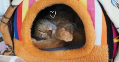 ホットマット愛用中の猫♪