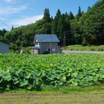 ハイキングさ　あべじゃ