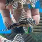 ノーザンみしま（Norzan Mishima）最新入荷情報