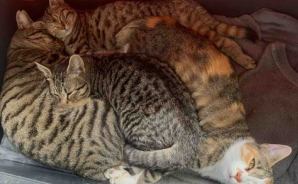 庭に電気毛布を設置したら…