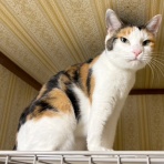 猫々