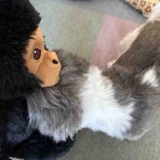 ふー と 菜種 の夢日記