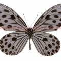 ガウラヒメゴマダラ♀ (ボルネオ) Ideopsis gaura daos
