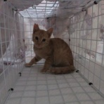 さくらのしるし♡