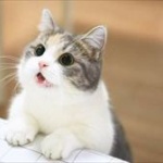 ネコ飼う費用ってどんな感じ？？？ 	