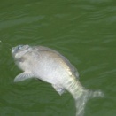 桜の休憩所池 連続釣行記