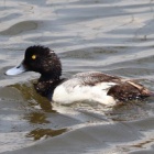 『令和6(2024)年7月5日の鳥さん　三番瀬海浜公園で野鳥の観察･撮影 シギチ少なし!!スズガモはまだいた!!』の画像