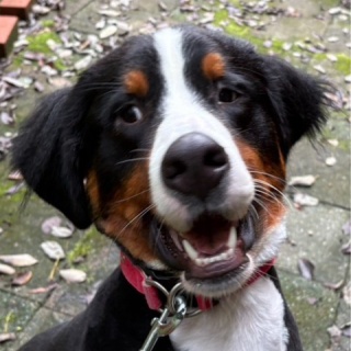 NPO法人ペット里親会