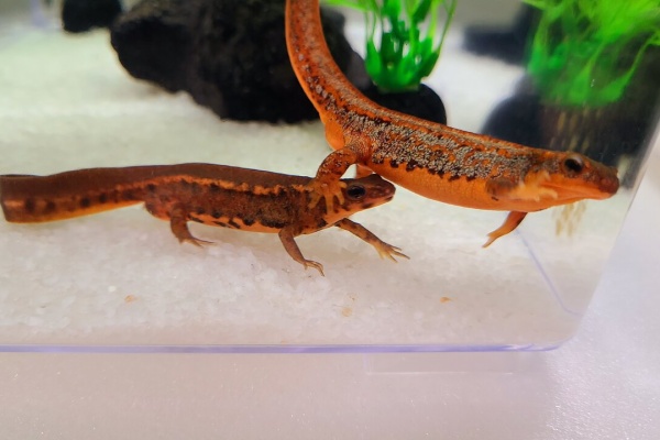 トモのイモリ記録 アマミシリケンイモリ