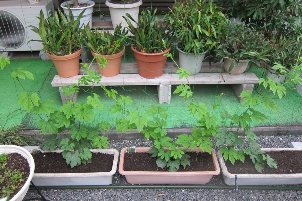 宮男のダラダラ日記 ゴーヤ