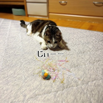 シュウさまとじゃらし。