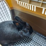 白うさぎレオちゃん