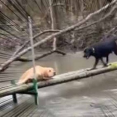 イヌが橋から川に落ちそうだ。今行くぞー！ 仲間の犬が急いで駆け寄る → と思ったら…