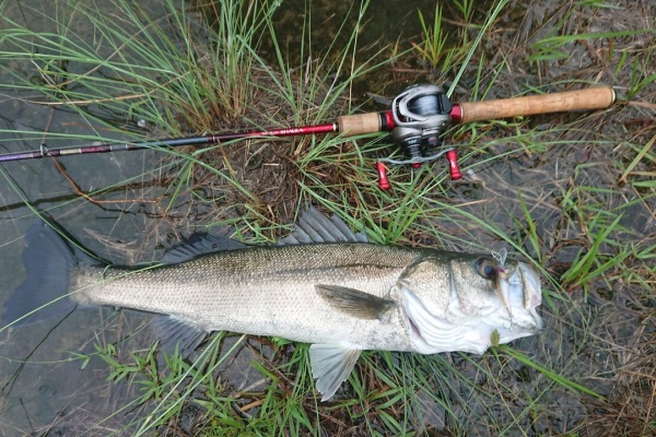 ワールドシャウラ1600