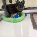 ペットショップワンラブ イオン石狩緑苑台店のスタッフブログ～在籍の子犬子猫やトリミングの情報を公開！新入荷商品の情報も要チェックですよ(^^♪