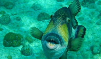 【閲覧注意】海に潜む恐怖……! 世界最強の海洋生物ランキングBEST10!!!!!