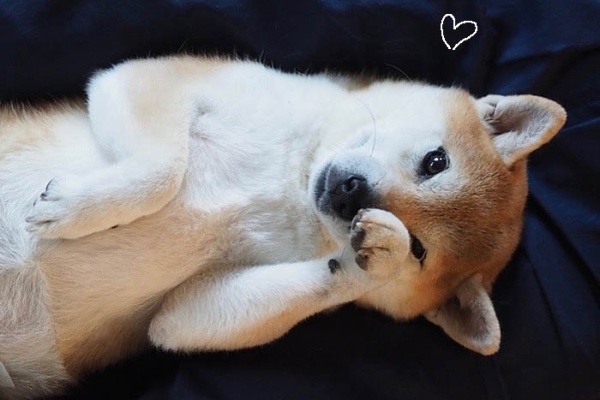 湘南凸凹柴wan日記 ヤキモチ Powered By ライブドアブログ