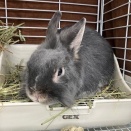 譲渡会！譲渡会！譲渡会！