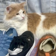 猫が「迷惑だ」と思っているときの表情