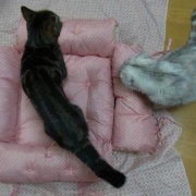 100円クッションで作る猫ベッド