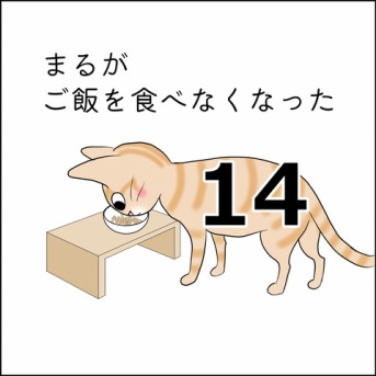 まるがご飯を食べなくなった14