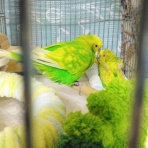 PBFDそらちゃんと☆あむしろインコ日記☆