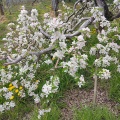 ◆どこかに行きたい～、りんごの花が咲いている