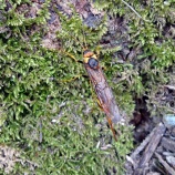 『産卵中のトドマツノキバチ』の画像