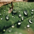 『LAOWA60mmマクロ作例＆投稿画像応募要項　2019/04/14』の画像