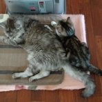 にゃんズの母（認知症と猫とわたし）