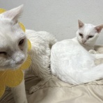 ねこかます