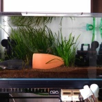 ビワコオオナマズ飼育日記