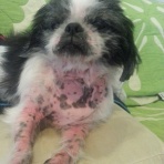 ぶさいく犬もいのグルメなブログ