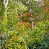 『秋田県雄勝の紅葉』の画像