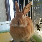 酒とウサギとほにゃららら