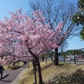 度会河津桜ロード 2