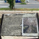 大阪みどりの百選 35.玉串川の桜