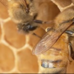 子供向け 海外おすすめニュース（教育／学習）