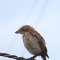 雨に濡れたモズの幼鳥を撮る🐦‍⬛📸（太田市）
